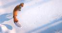 The Short Story of a Fox and a Mouse The Short Story of a Fox and a Mouse