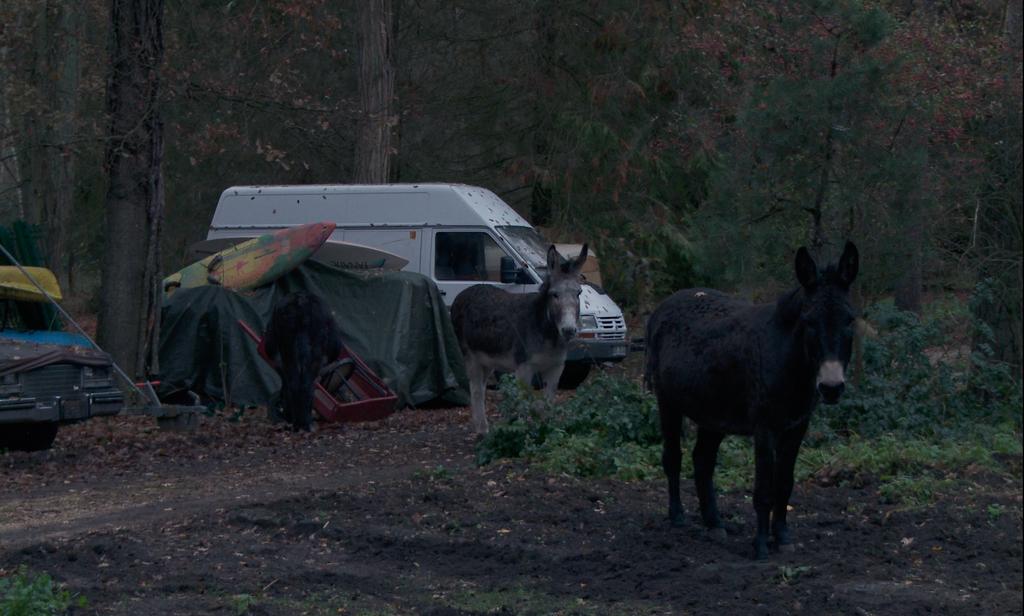 Le Son de l'or Le Son de l'or