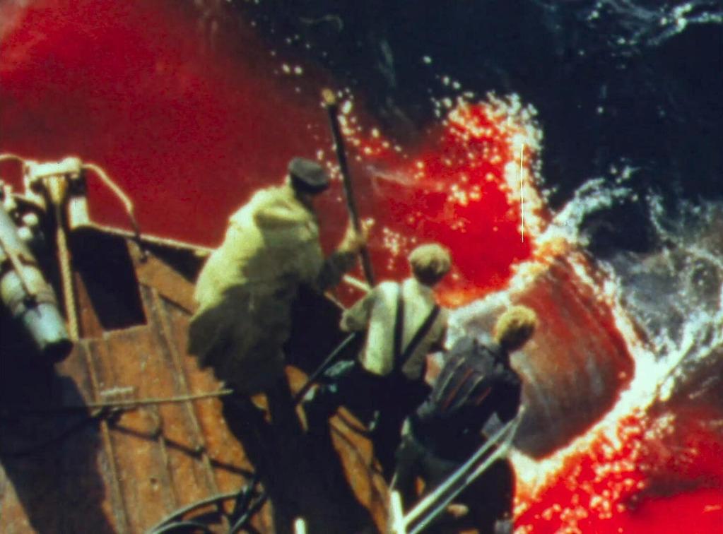 Bloodhound - © Shellac Bloodhound - © Shellac