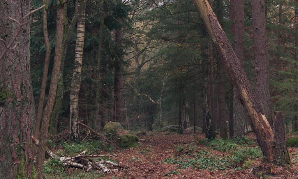 Le Son de l'or Le Son de l'or