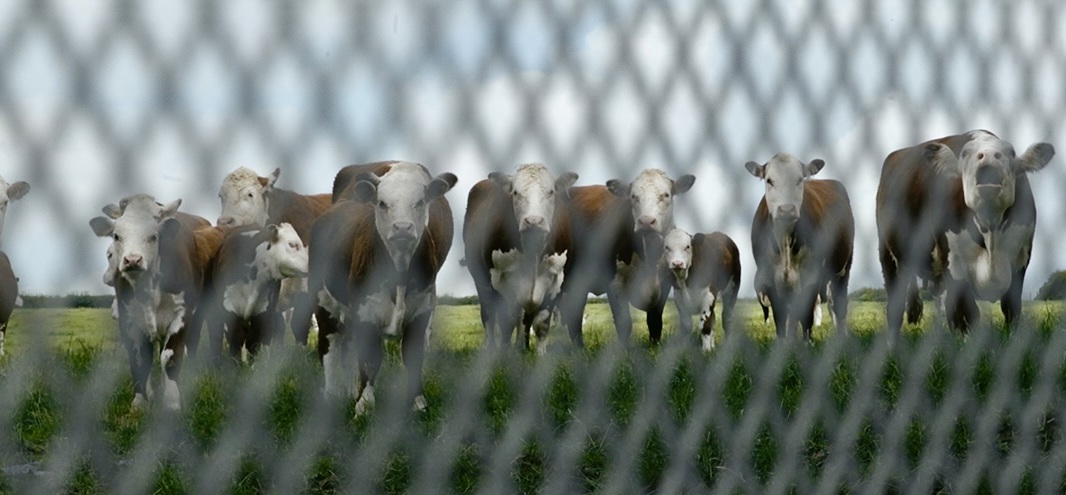 MyFrenchShorts #10: "Little Berlin" by Kate McMullen