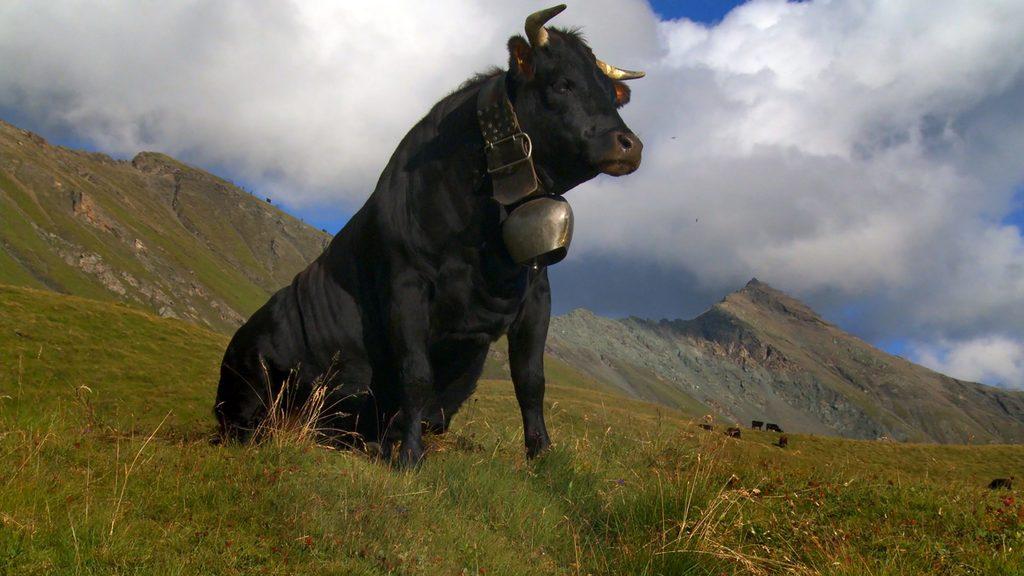 Patrice Chagnard - &copy; Les Films du Parotier