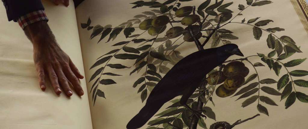 Paul Carpenter - &copy; M&Eacute;T&Eacute;ORES FILMS - ARTE FRANCE CIN&Eacute;MA - 2020 Birds of America