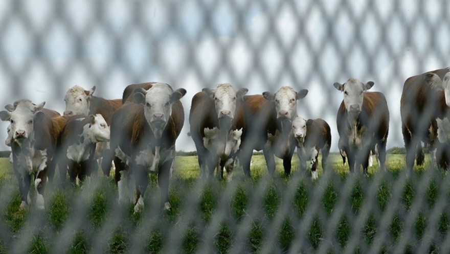 MyFrenchShorts #10: "Little Berlin" by Kate McMullen MyFrenchShorts #10: "Little Berlin" by Kate McMullen