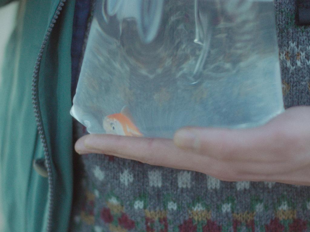 Amphibious Amphibious