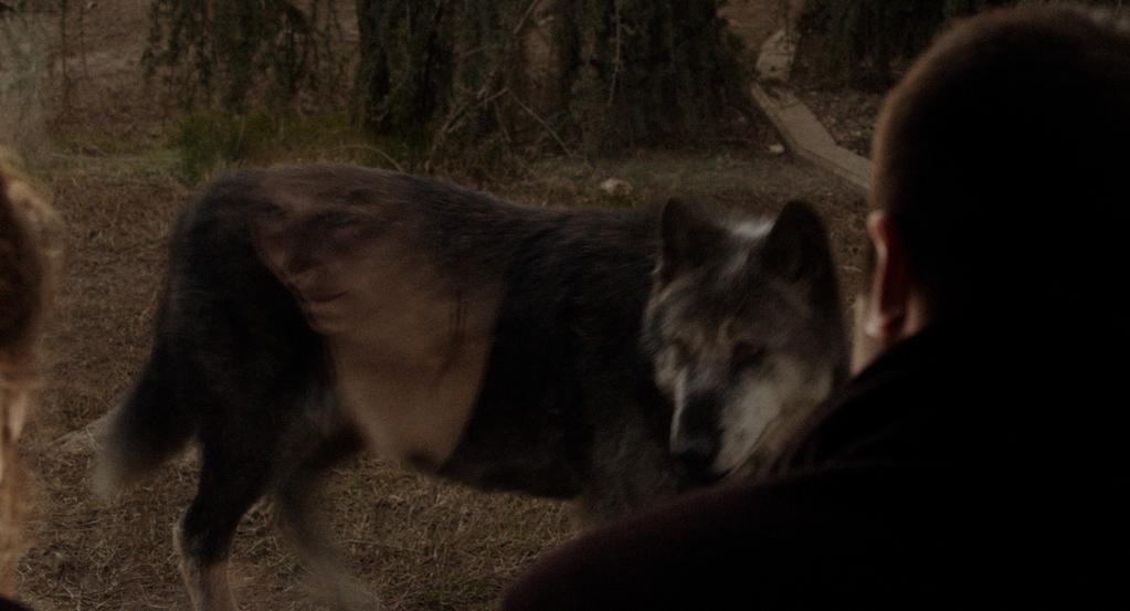 Wolf Whispers Wolf Whispers