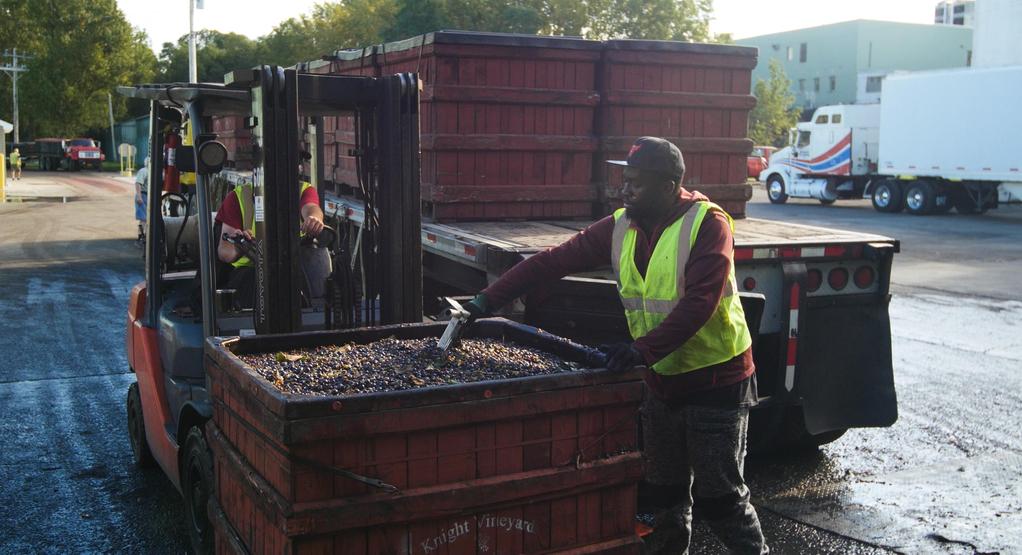 Vitis Prohibita - © Lumière du jour Vitis Prohibita - © Lumière du jour