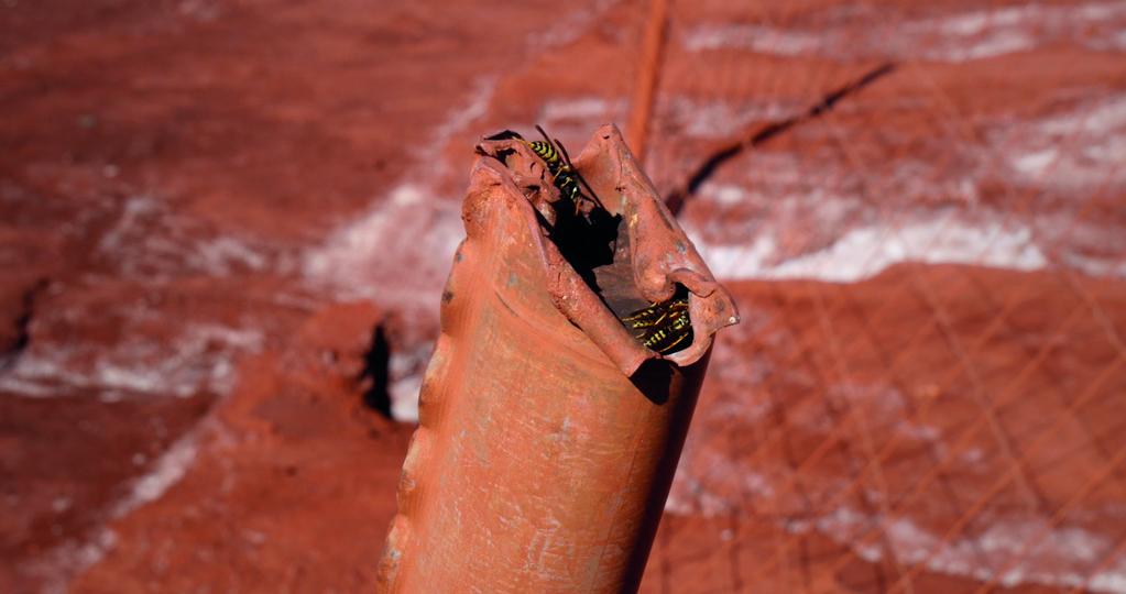 Doroth&eacute;e Pinoncely