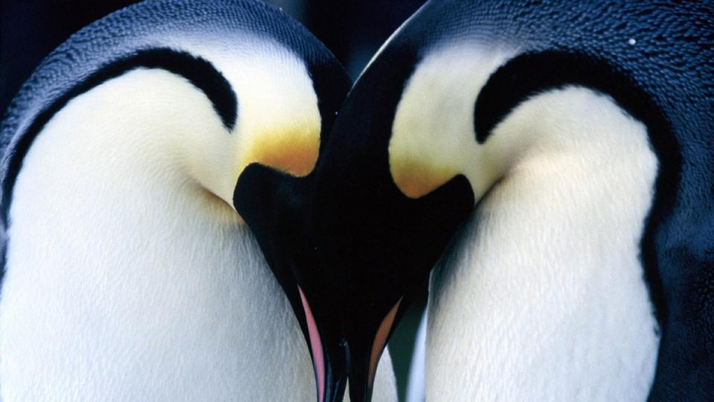 Panorama del Cine Franc&eacute;s de China - 2005