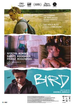 Bird - Italy Bird - Italy