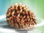 Festival International de Pantalla Pinamar - 2006 Festival International de Pantalla Pinamar - 2006