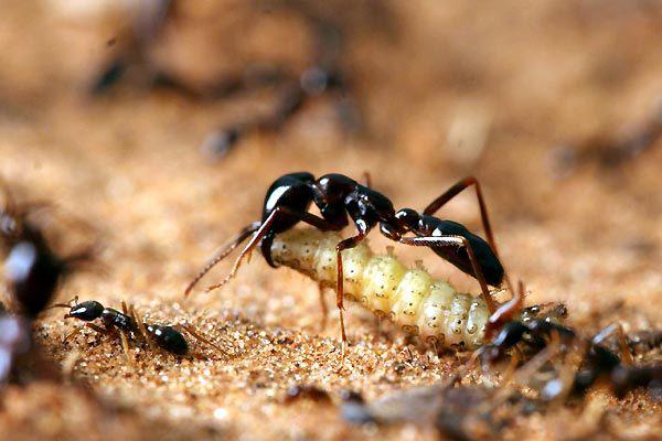 TIFF (Festival Internacional de Cine de Toronto) - 2007
