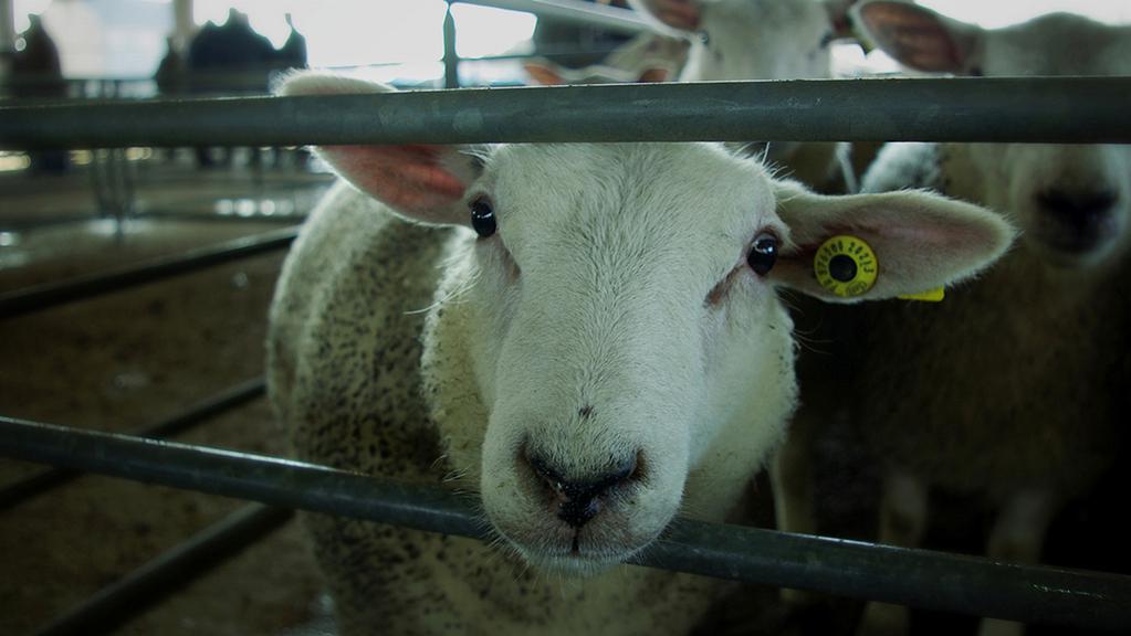Les Petits gars de la campagne Les Petits gars de la campagne