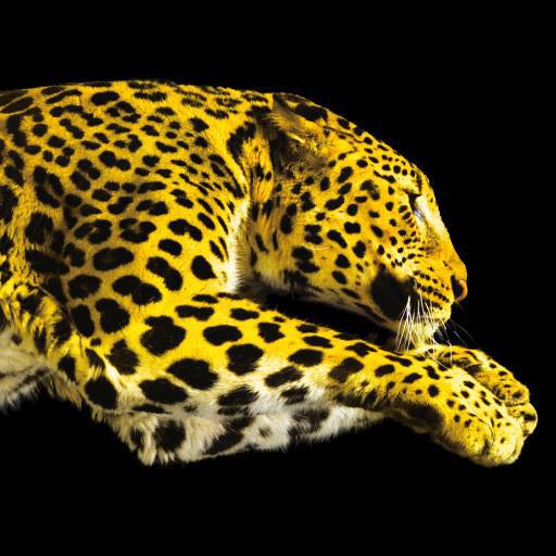 Festival de Cine de Locarno Festival de Cine de Locarno