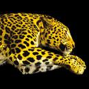 Locarno International Film Festival - 2018 Locarno International Film Festival - 2018