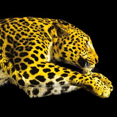 Festival de Cine de Locarno - 2026 Festival de Cine de Locarno - 2026