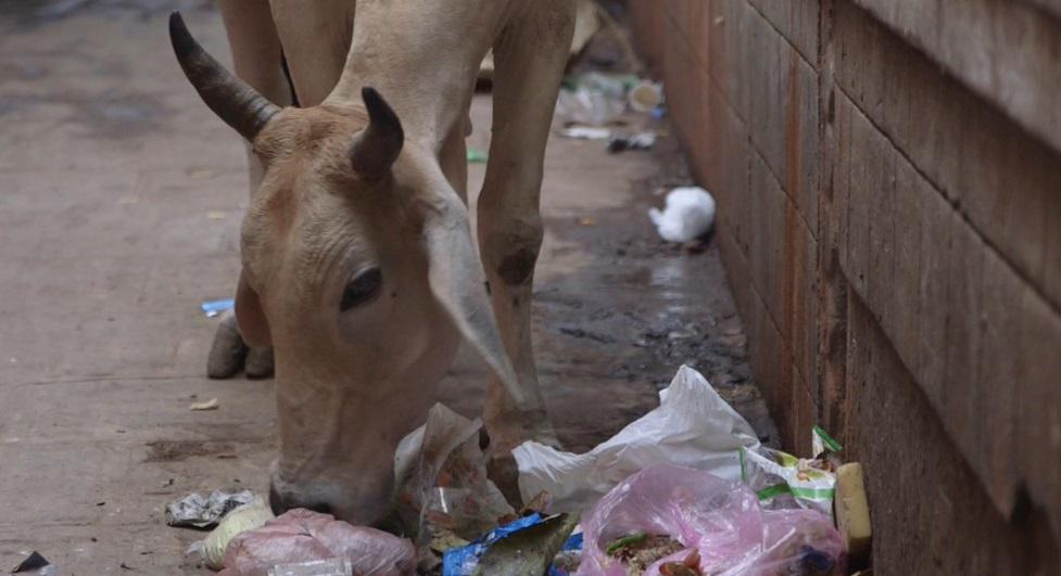 Sacred Cows Sacred Cows