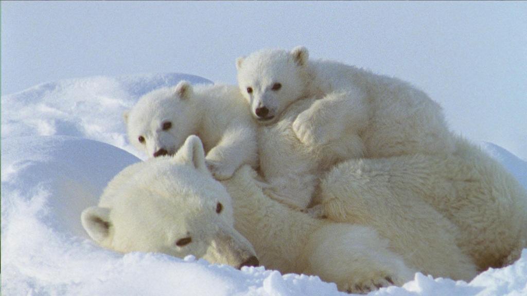 TIFF (Festival Internacional de Cine de Toronto) - 2006