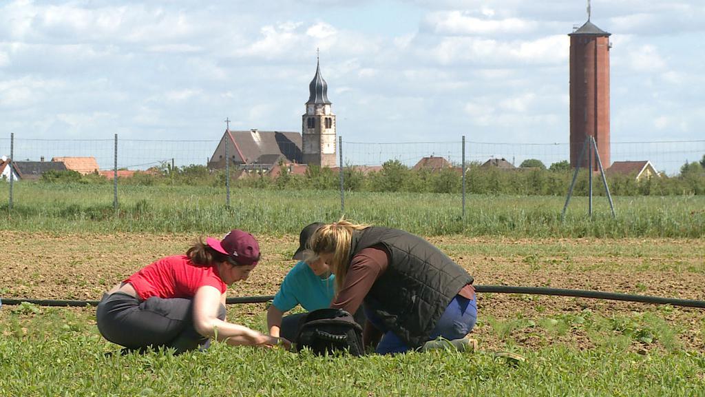 Fran&ccedil;oise Boul&egrave;gue