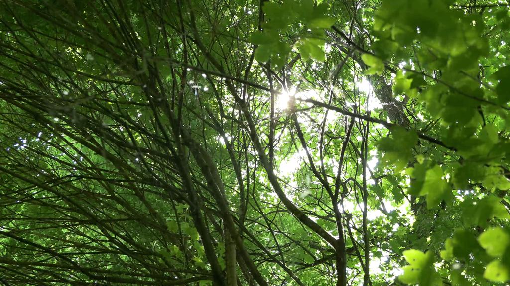 Charles Péguy, l'artisan du verbe Charles Péguy, l'artisan du verbe