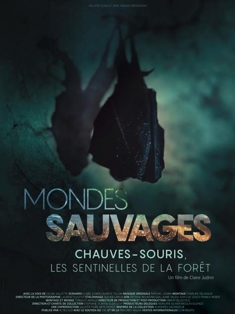 Worlds of the Wild - Bats, the Phantoms of the Forest - &copy; Galat&eacute;e Films - ARTE France - Incognita Distribution