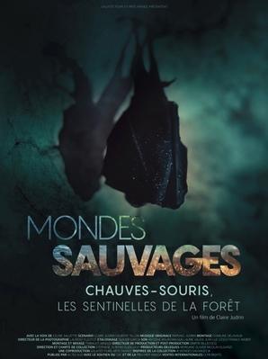 Worlds of the Wild - Bats, the Phantoms of the Forest - &copy; Galat&eacute;e Films - ARTE France - Incognita Distribution