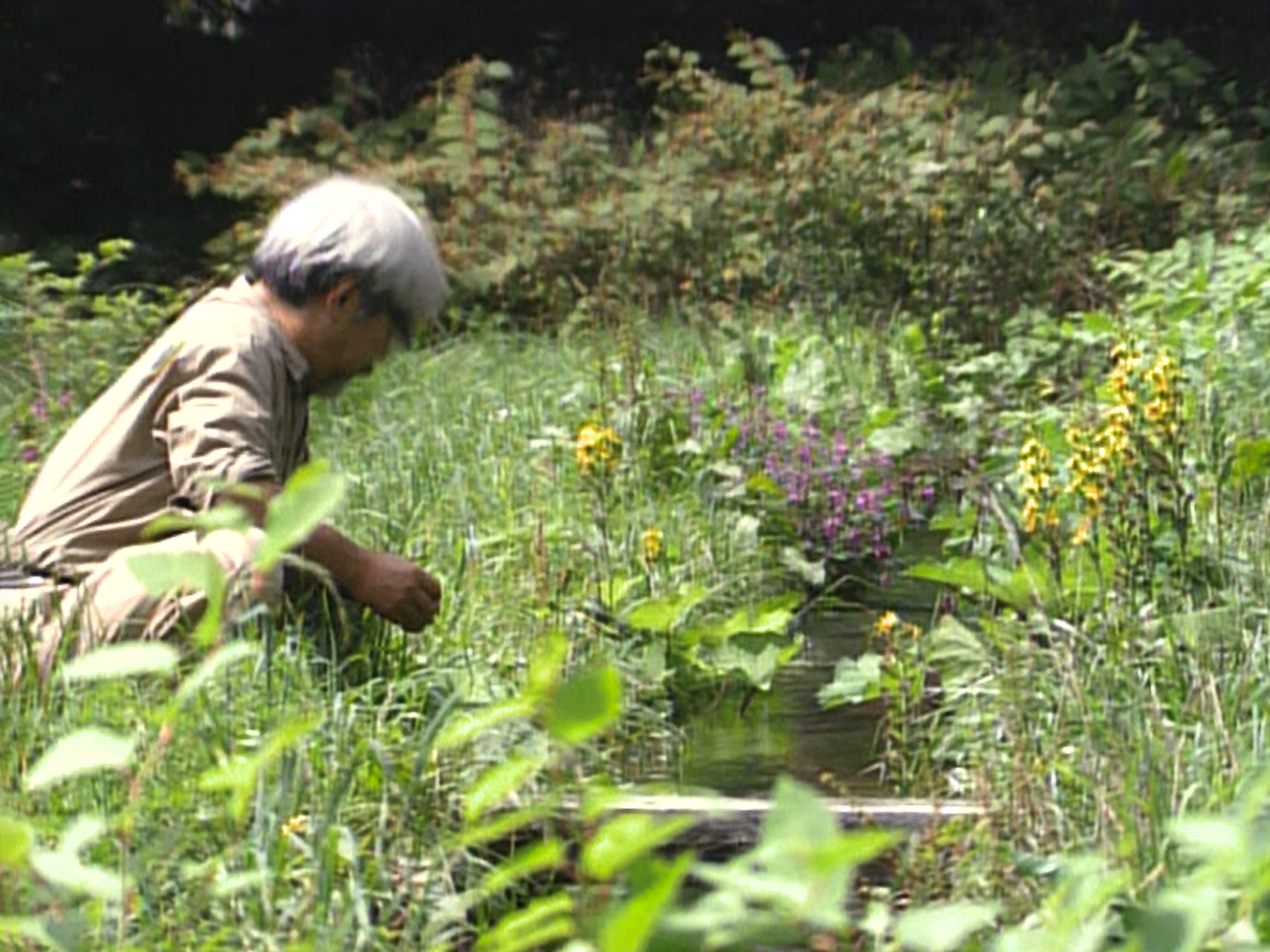 « Miyazaki, l’esprit de la nature », un documentaire unique sur la vie et l’œuvre du maître de l’animation japonaise - © CANAL+ « Miyazaki, l’esprit de la nature », un documentaire unique sur la vie et l’œuvre du maître de l’animation japonaise - © CANAL+