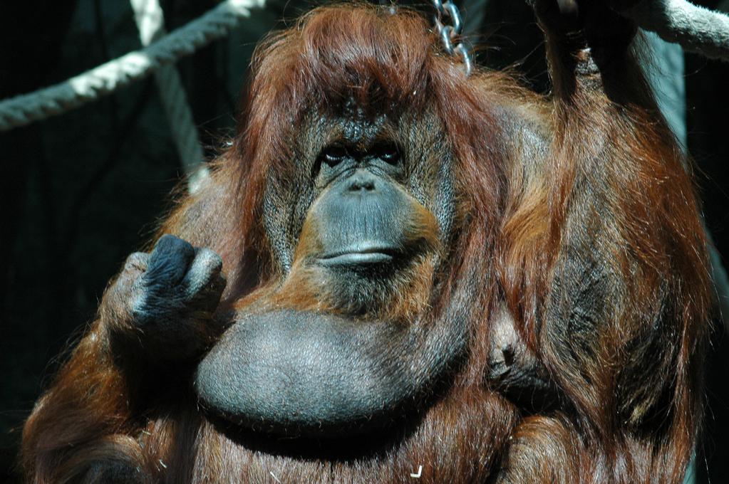 Sofia Film Festival - 2011