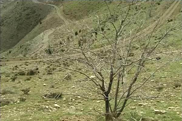 Hong Kong International Film Festival - 2005 Hong Kong International Film Festival - 2005