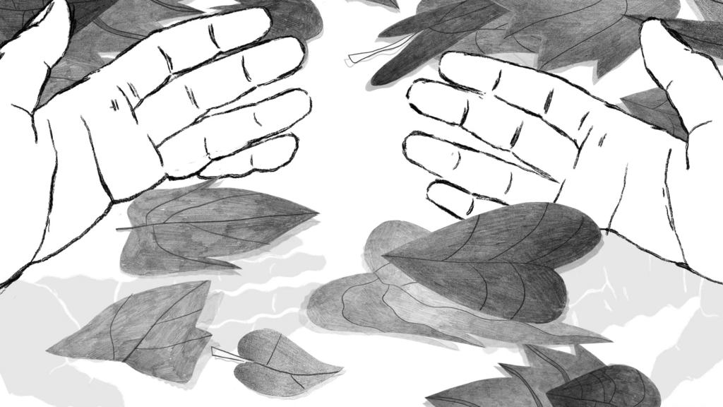 C&oelig;ur de b&oelig;uf