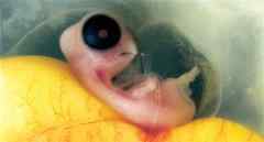 Genesis / グレート・ビギン Genesis / グレート・ビギン