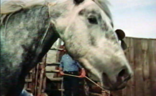 Le Dressage Le Dressage