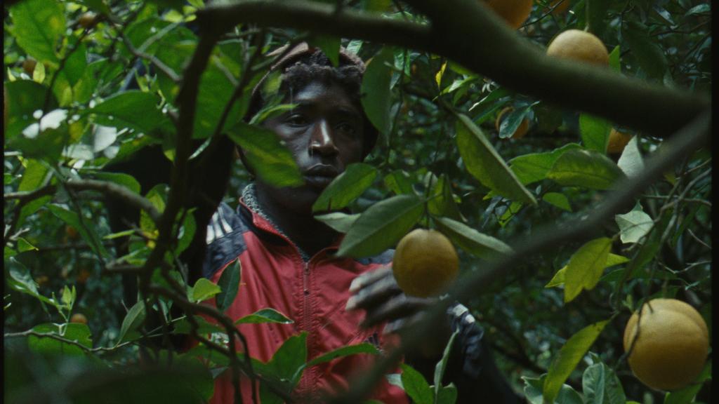 Mediterranea Mediterranea