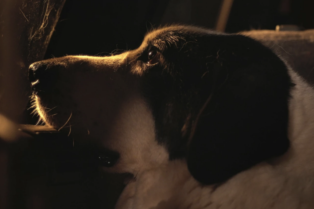 Le Colloque des chiens Le Colloque des chiens