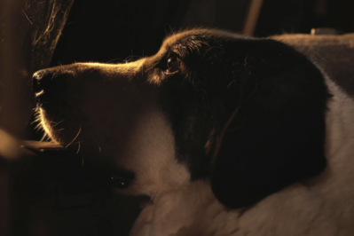 Le Colloque des chiens Le Colloque des chiens