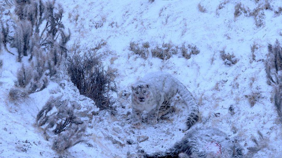 El leopardo de las nieves El leopardo de las nieves