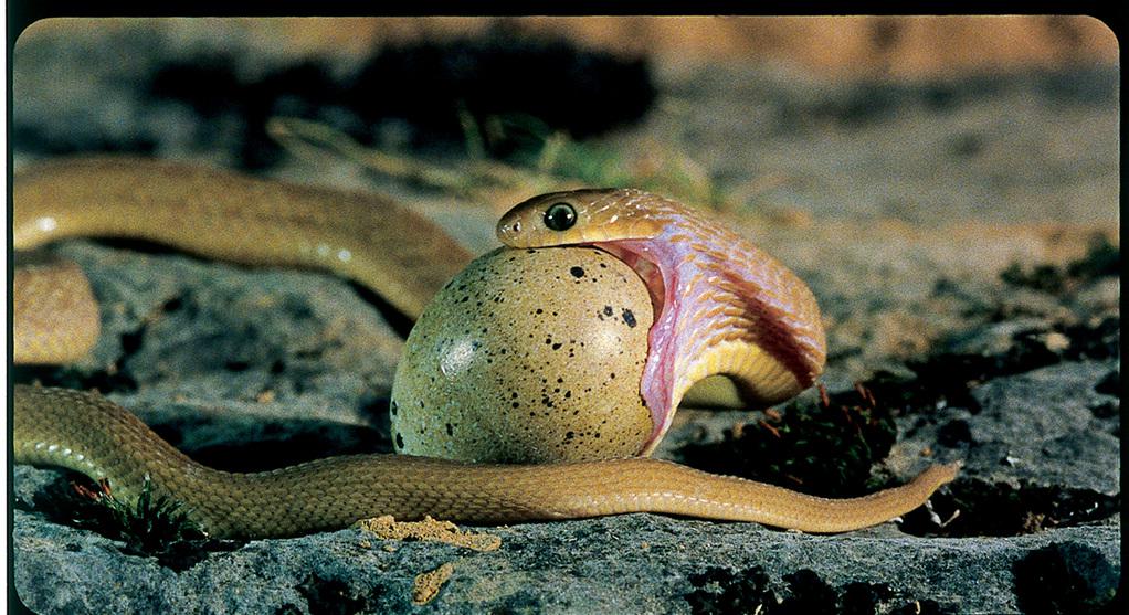 Genesis / グレート・ビギン Genesis / グレート・ビギン