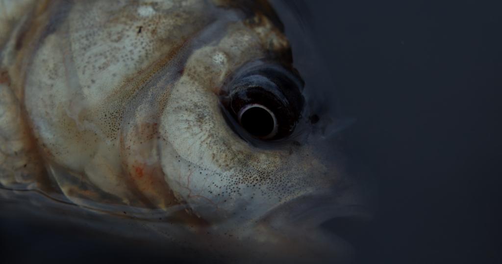 The Black Balloon The Black Balloon