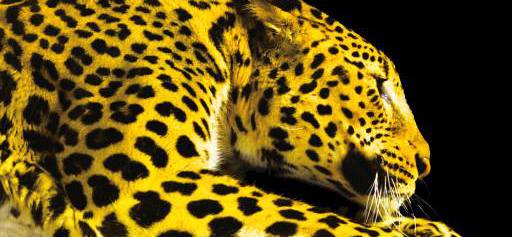 Locarno dévoile ses sélections pour l'édition 2015 Locarno dévoile ses sélections pour l'édition 2015