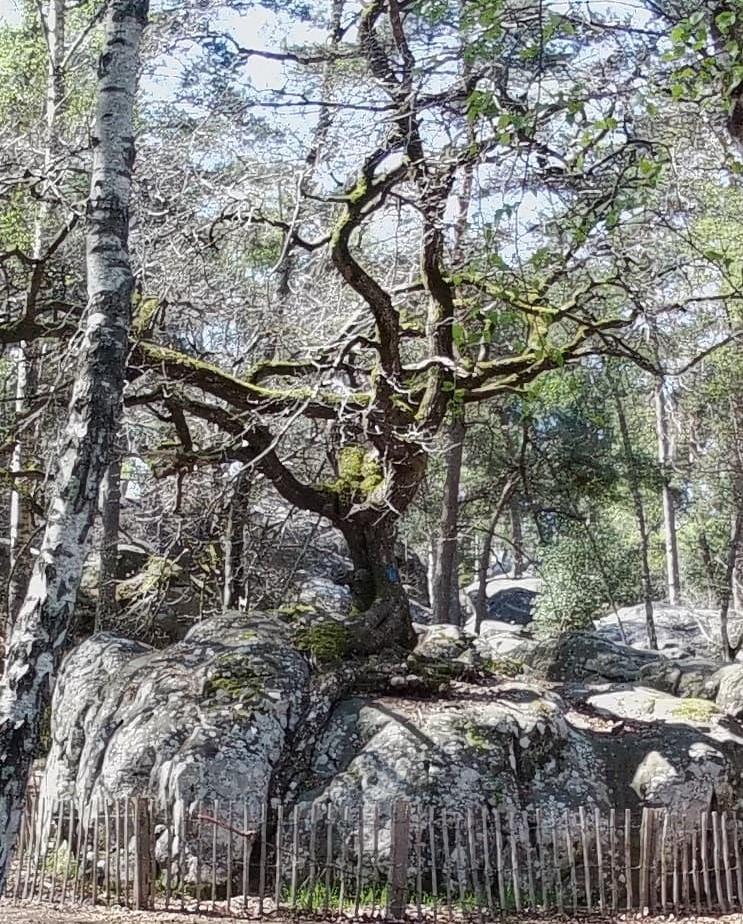 &Eacute;lisa et la Terre du Milieu 2