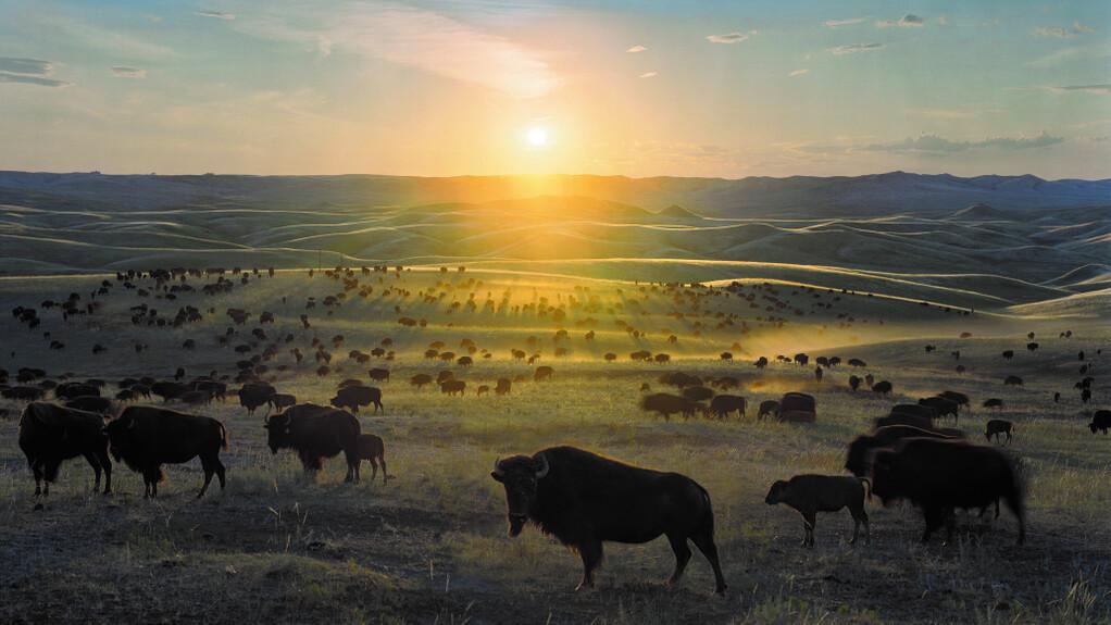 La grande Prairie, le pacte du Bison - © Le Cinquième Rêve - France TV Distribution La grande Prairie, le pacte du Bison - © Le Cinquième Rêve - France TV Distribution