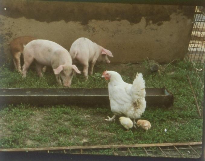 Le Vilain Petit poussin Le Vilain Petit poussin