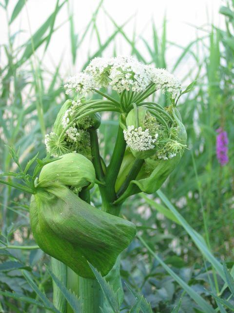 L'Angélique et les ragondins L'Angélique et les ragondins