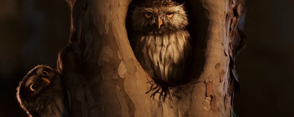 Enedis "Les Oiseaux" Enedis "Les Oiseaux"