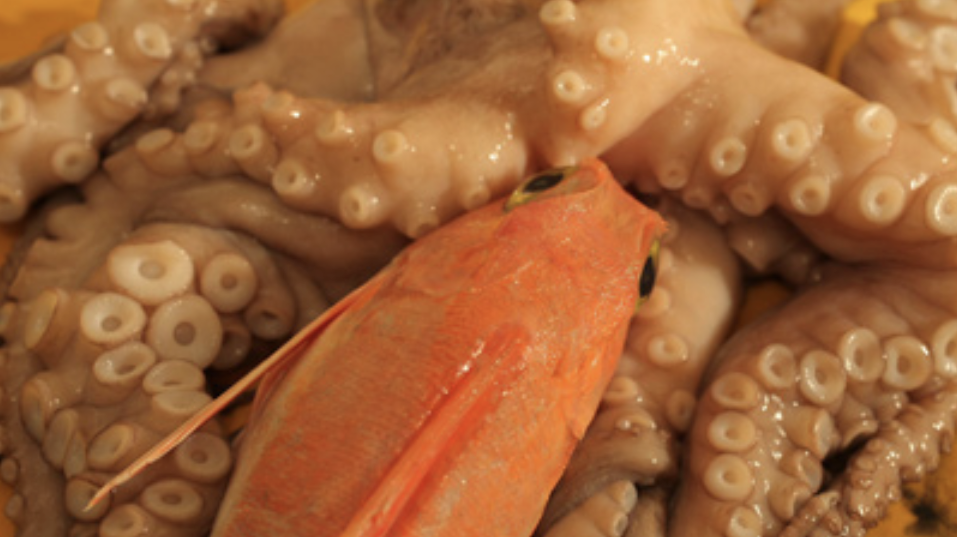 Octopus Love Affair Octopus Love Affair