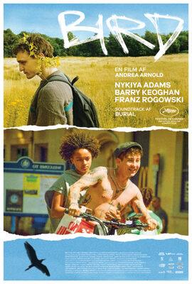 Bird - Denmark Bird - Denmark