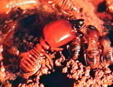 The Land of Termites The Land of Termites