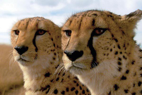 La Balade des elephants / 仮題:象の散歩 La Balade des elephants / 仮題:象の散歩