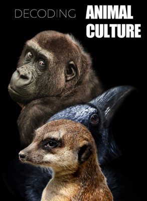 Decoding Animal Culture - © Terranoa Decoding Animal Culture - © Terranoa