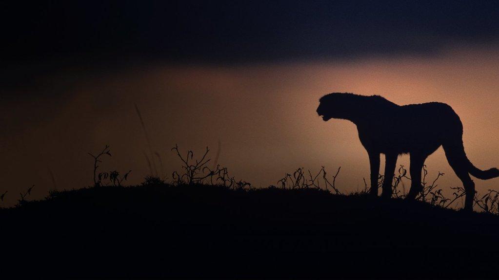 Kalahari, l'autre loi de la jungle